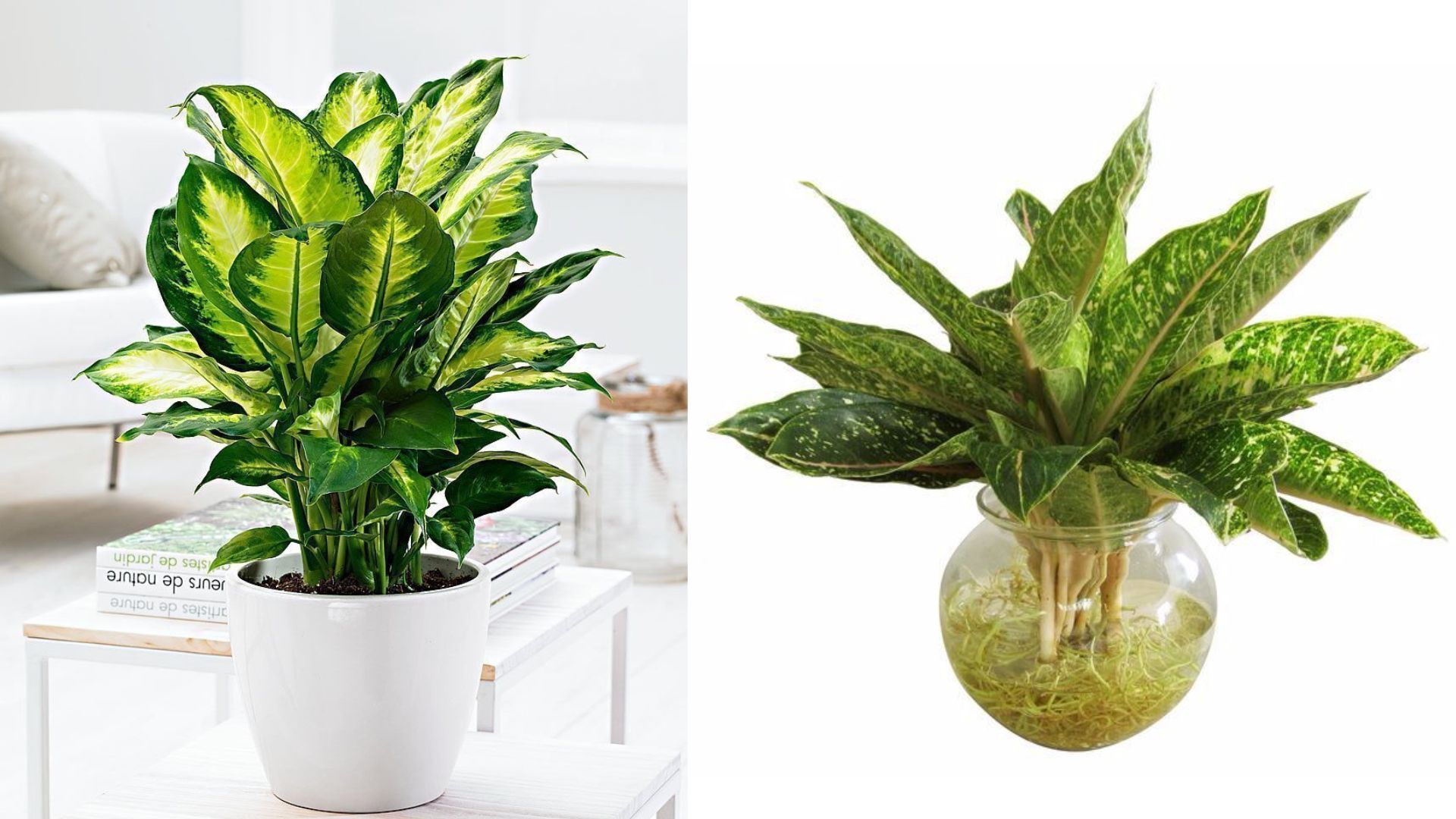 Cách Chăm Sóc Cây Huy Hoàng